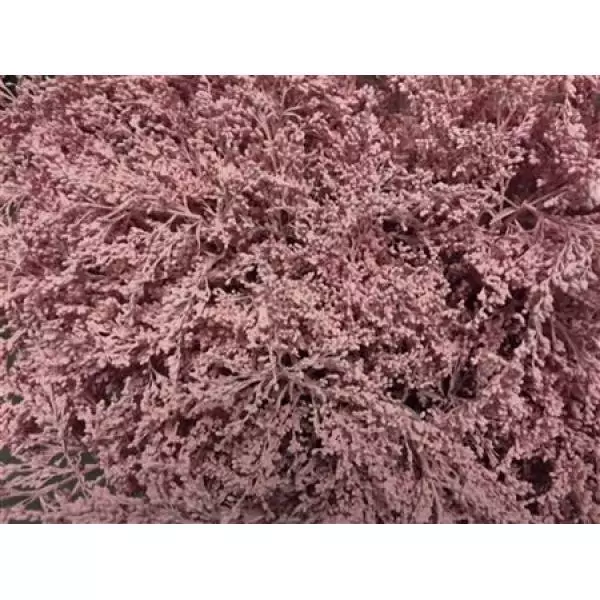 Solidago Dyed Light Pink 80cm