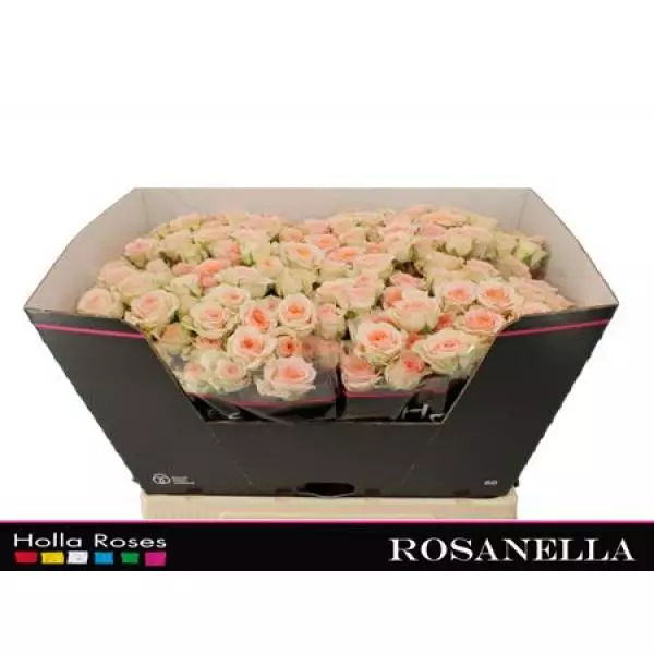 R Tr Rosanella