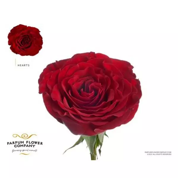 Rosa Garden Hearts