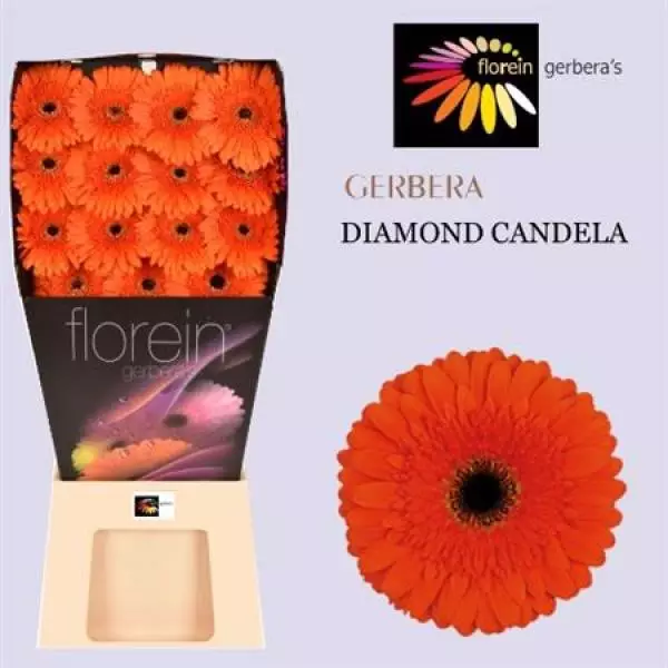 Ge Gr Diamond Candela