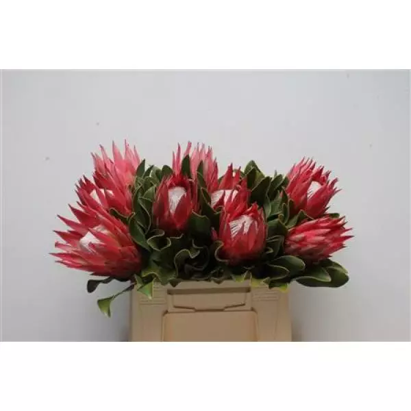 Protea Cyn Madiba