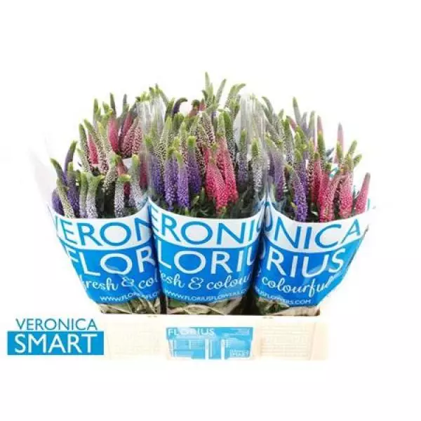 Veron Smart Rainbow Mix