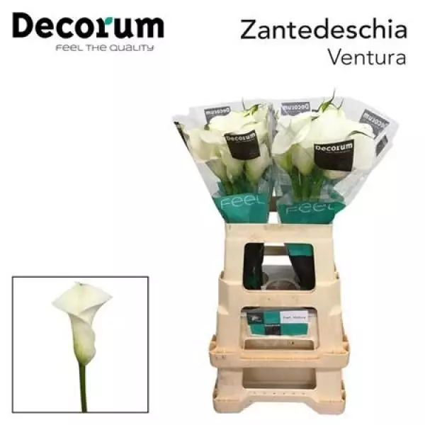 Zanted Capt Ventura Decorum