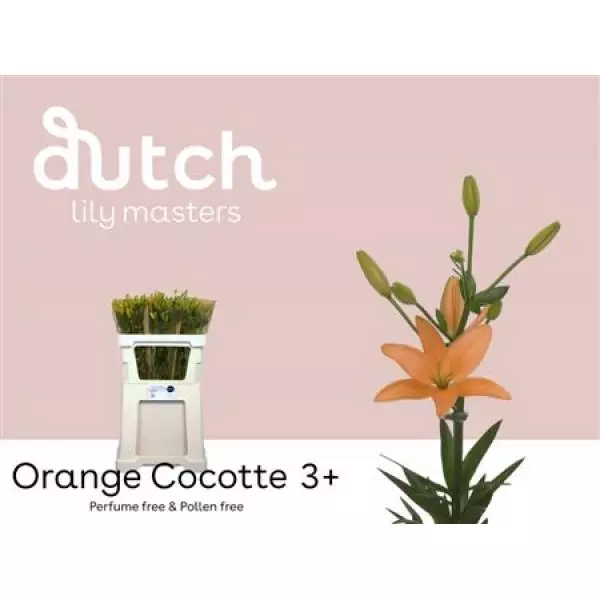 Li As Orange Cocotte 3+