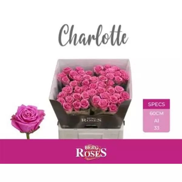 R Gr Tan Charlotte