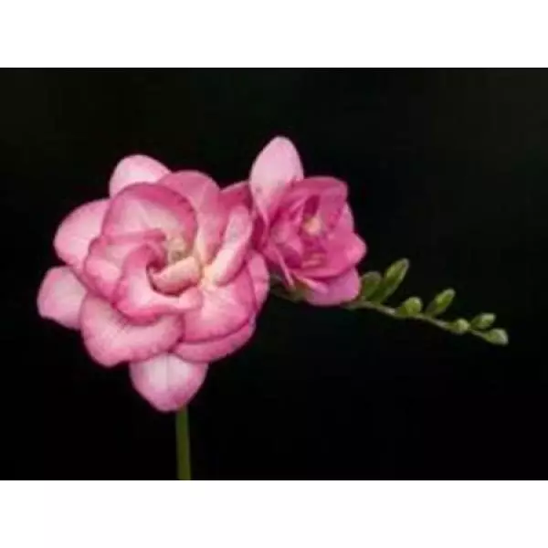 Fr Du  Pink