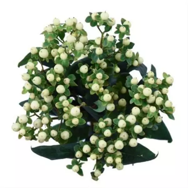 Hyp  White