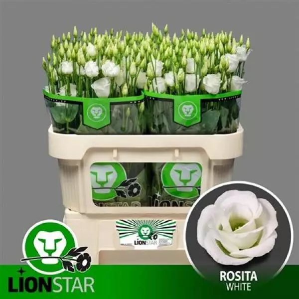 Eust G Rosita White Lion