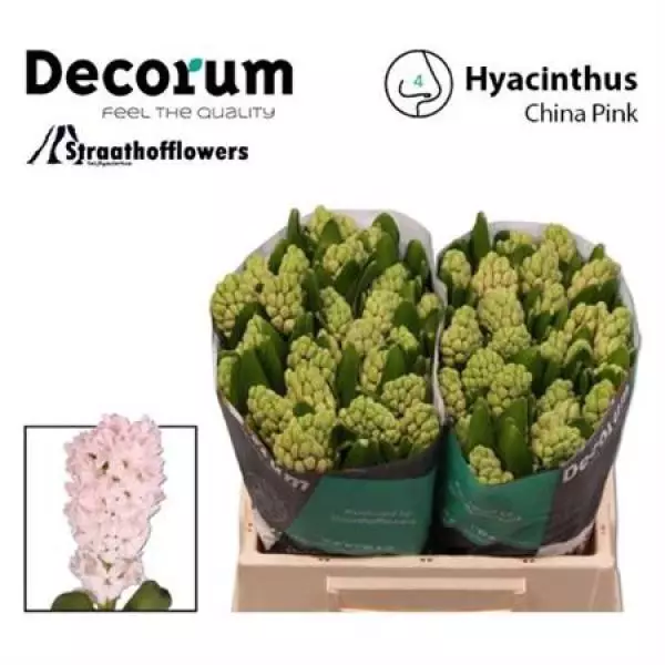 Hyac China Pink