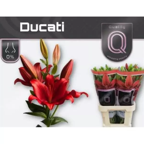 Li As Ducati 4+