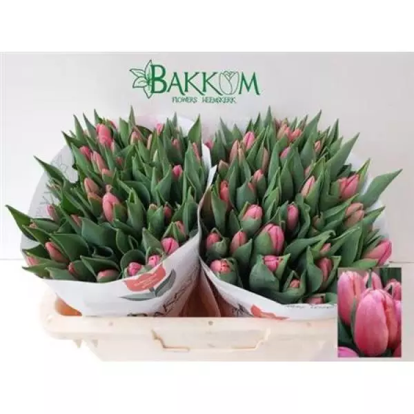 Tu En Ace Pink