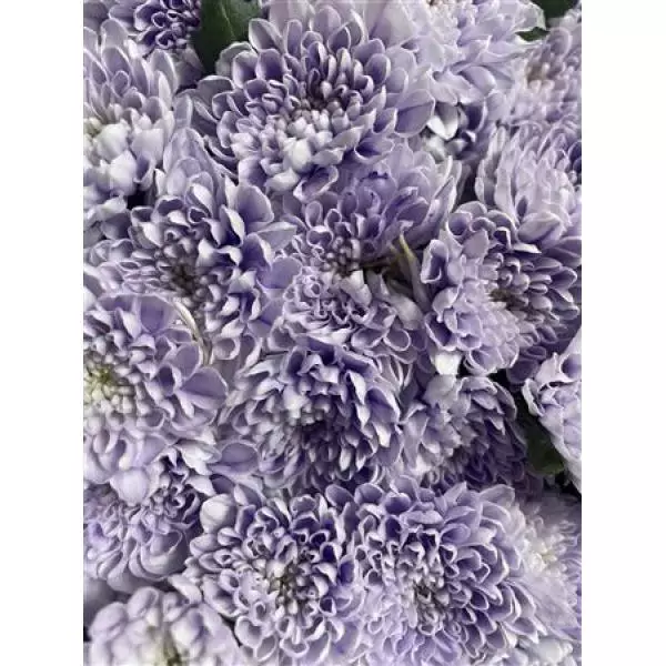 Chr Sant Dusty Milka