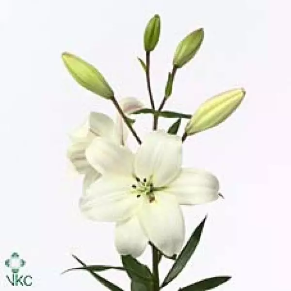 Li  La White Ex