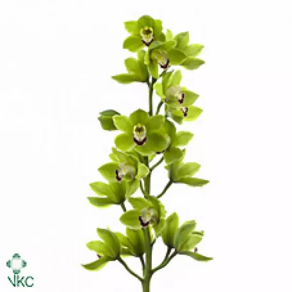 Cymb  Ov Green *6