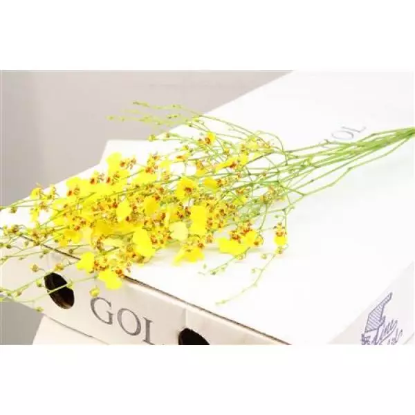 Dendro  Oncidium