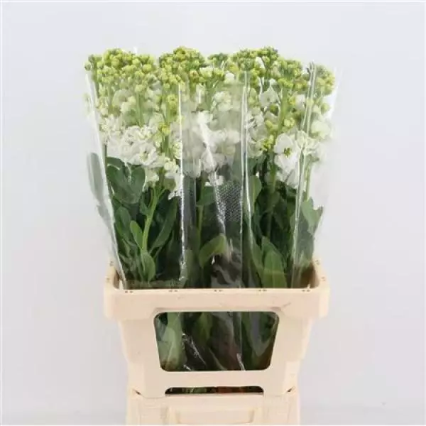 Matth Iron White Italy