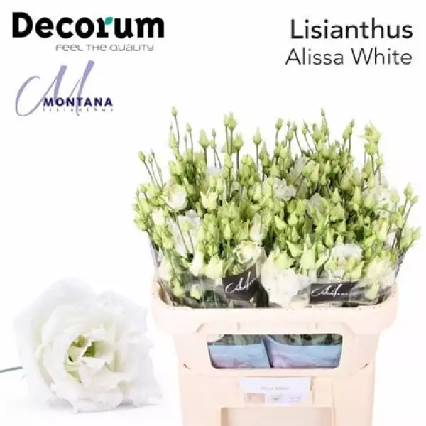 Eust G Alissa White Montana