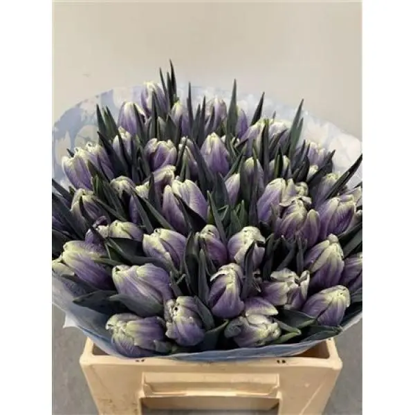 Tulp Dyed Purple Fresh