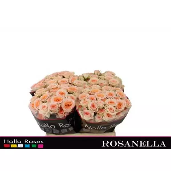 R Tr Rosanella
