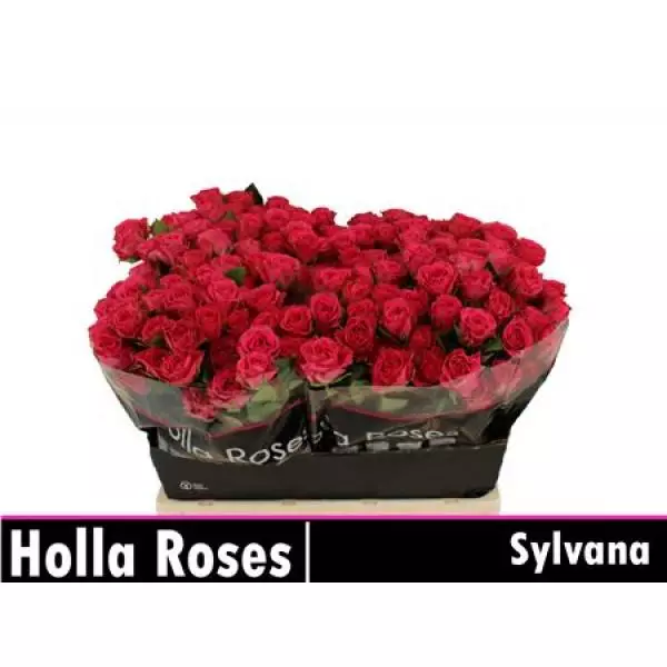 R Tr Sylvana