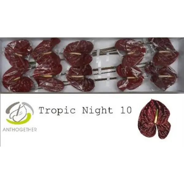 Anth A Tropic Night *10