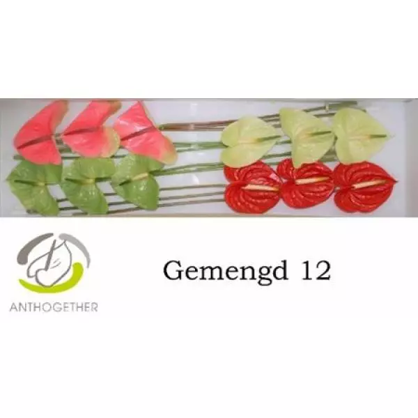 Anth A Mix 4 Colors *12