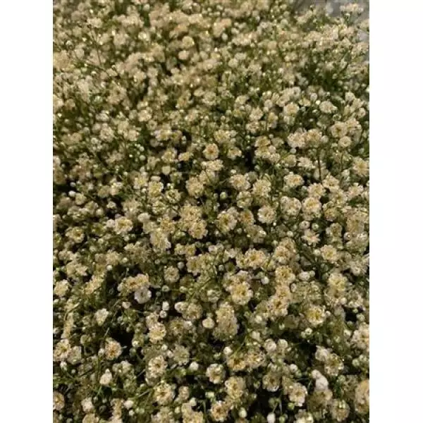 Gyps Million Naturel + Glit Gold
