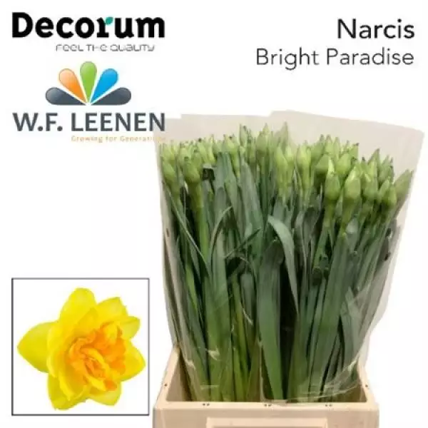 Narc Bright Paradise Decorum