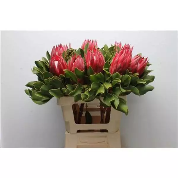 Protea Cyn Madiba