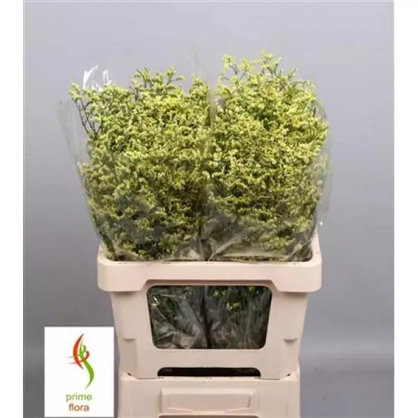 Limon China Summer
