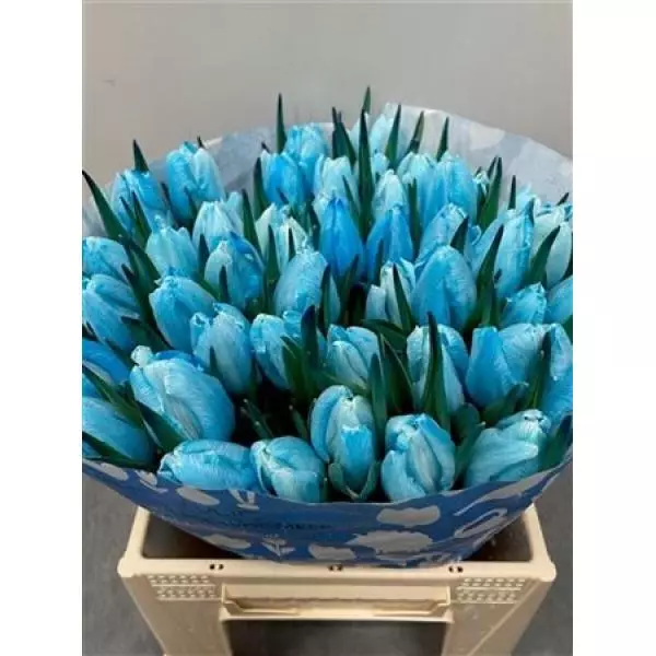 Tulp Dyed Light Blue
