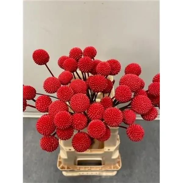 Craspedia Red