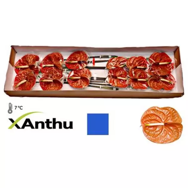 Anth A Terra *12