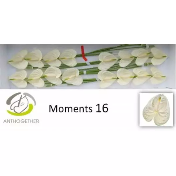 Anth A Moments *16