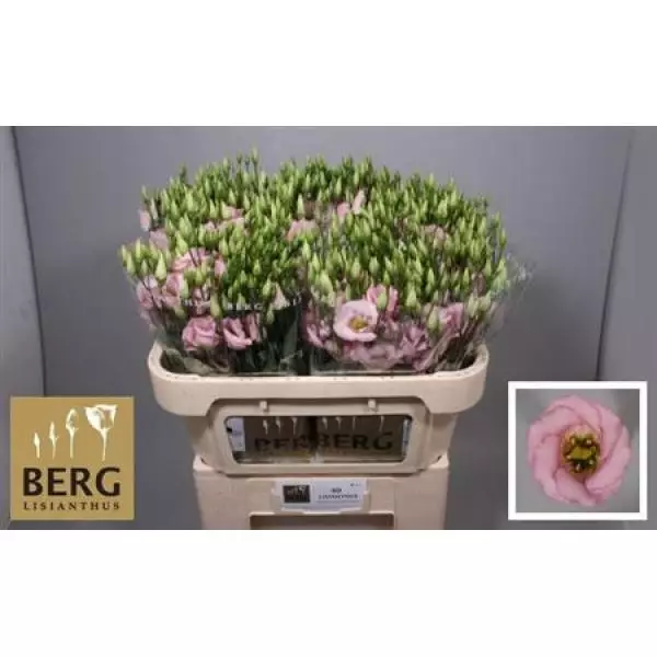 Eust E Claire L Pink Berg