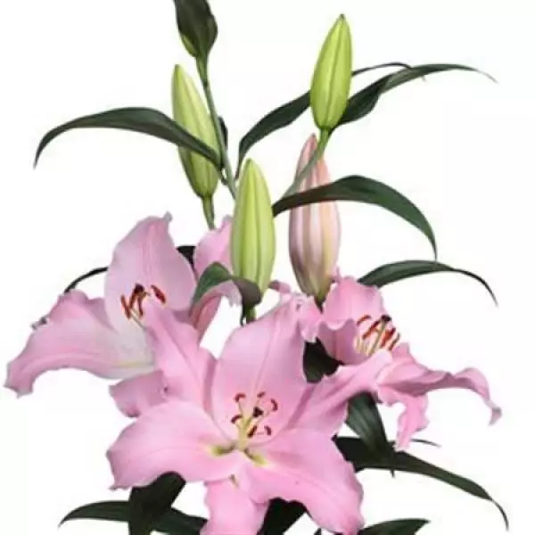 Li  Or Pink 3+