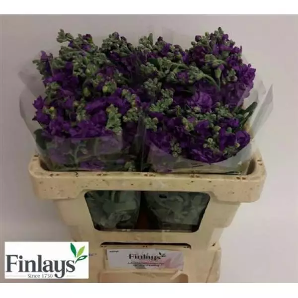 Matth Iron Purple Italy