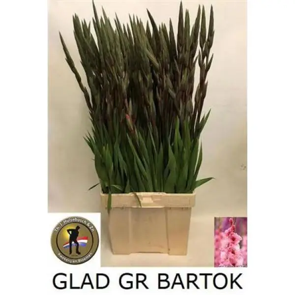 Glad  Gr Cerise