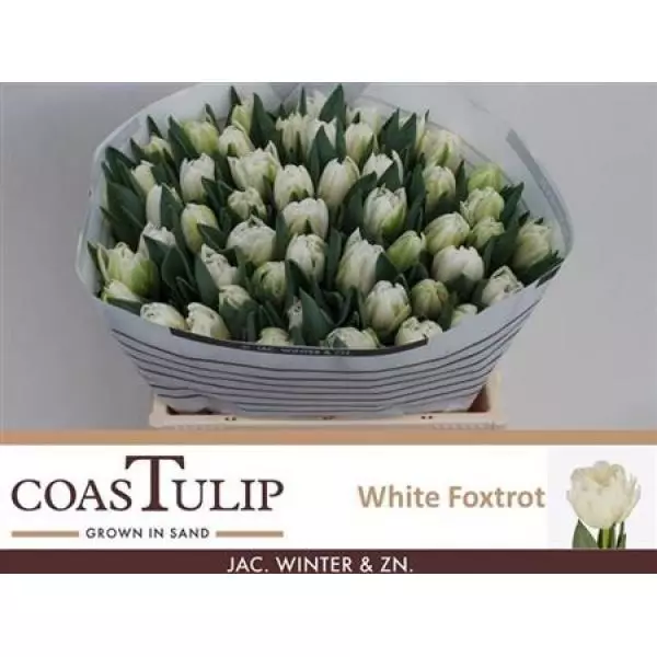 Tu  Coastulip Du White Foxtrot