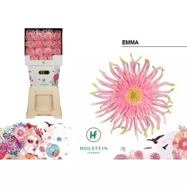Ge Gr Diamond Pasta Emma