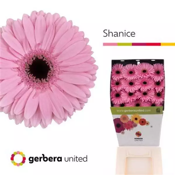 Ge Gr Diamond Shanice