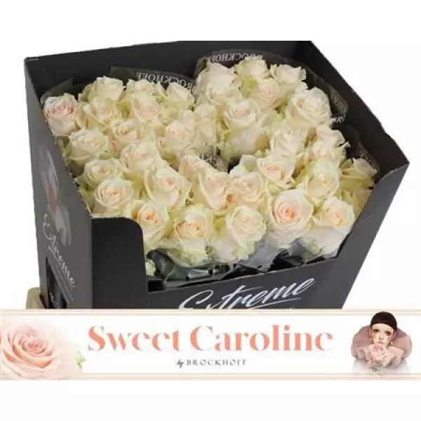 R Gr Sweet Caroline