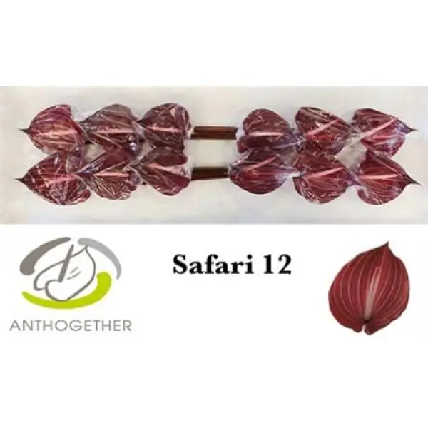 Anth A Safari *12