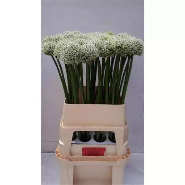 Allium Mount Everest