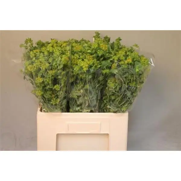 Bupleurum Griffithii