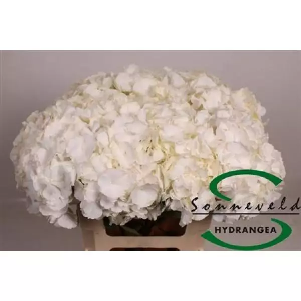 Hydr  White 60cm