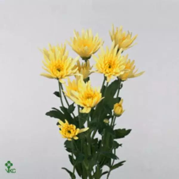 Chr T Delianne Yellow