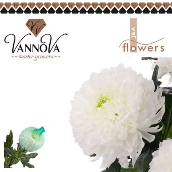 Chr G Magnum White Vannova