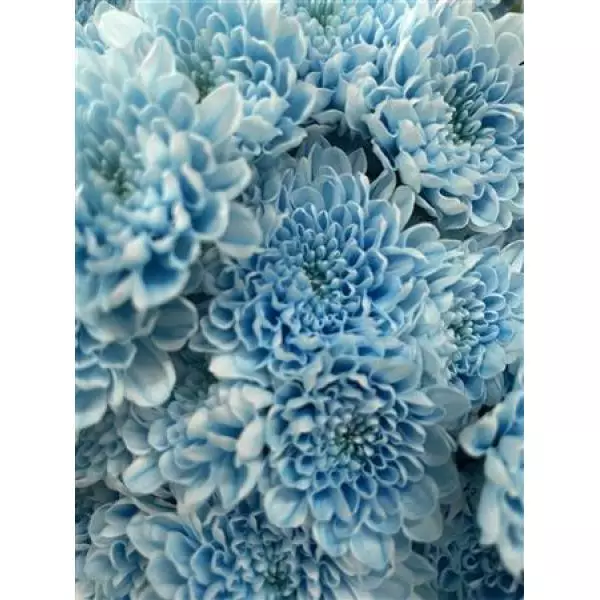 Chr Sant Dusty Blue