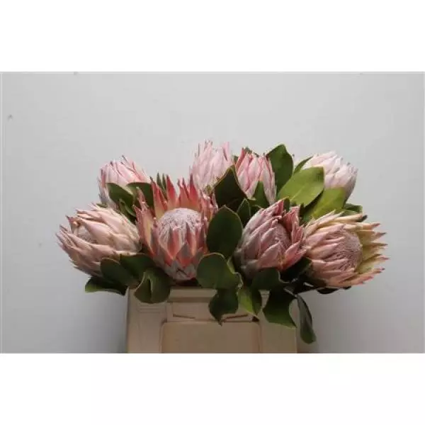 Protea Cyn King